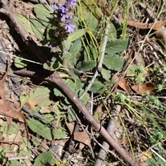 Ajuga australis at Tharwa, ACT - 20 Dec 2024 10:09 AM