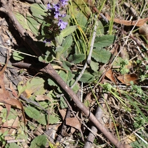 Ajuga australis at Tharwa, ACT - 20 Dec 2024 10:09 AM