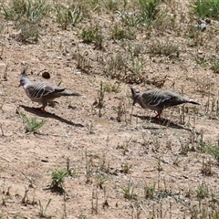 Ocyphaps lophotes (Crested Pigeon) at Jerrabomberra, NSW - 23 Dec 2024 by RodDeb