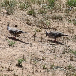 Ocyphaps lophotes (Crested Pigeon) at Jerrabomberra, NSW by RodDeb