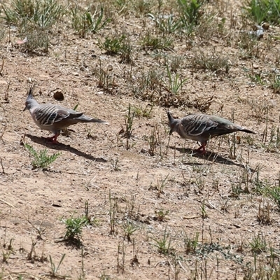 Ocyphaps lophotes at Jerrabomberra, NSW - 23 Dec 2024 by RodDeb