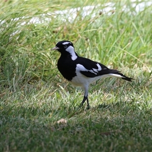 Grallina cyanoleuca (Magpie-lark) at Jerrabomberra, NSW by RodDeb