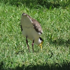 Vanellus miles (Masked Lapwing) at Jerrabomberra, NSW - 23 Dec 2024 by RodDeb