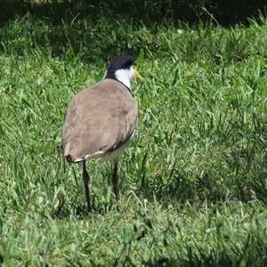 Vanellus miles at Jerrabomberra, NSW - 23 Dec 2024 02:24 PM