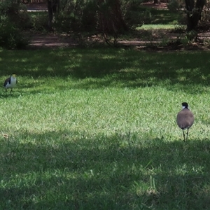 Vanellus miles at Jerrabomberra, NSW - 23 Dec 2024 02:24 PM