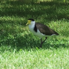 Vanellus miles at Jerrabomberra, NSW - 23 Dec 2024 02:24 PM