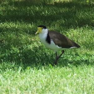 Vanellus miles at Jerrabomberra, NSW - 23 Dec 2024 02:24 PM