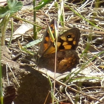 Geitoneura klugii (Marbled Xenica) at Queens Domain, TAS - 23 Dec 2024 by VanessaC