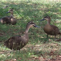 Anas superciliosa (Pacific Black Duck) at Jerrabomberra, NSW - 23 Dec 2024 by RodDeb