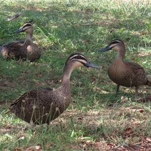 Anas superciliosa (Pacific Black Duck) at Jerrabomberra, NSW by RodDeb