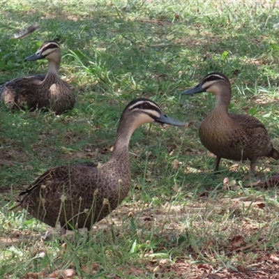 Anas superciliosa (Pacific Black Duck) at Jerrabomberra, NSW - 23 Dec 2024 by RodDeb