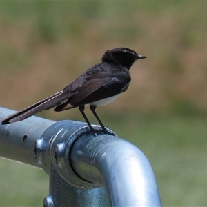 Rhipidura leucophrys (Willie Wagtail) at Jerrabomberra, NSW by RodDeb