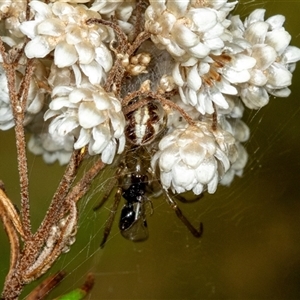 Phonognatha graeffei (Leaf Curling Spider) at Bungonia, NSW by AlisonMilton