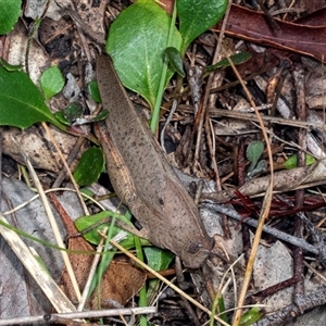 Goniaea australasiae at Bungonia, NSW - 22 Dec 2024