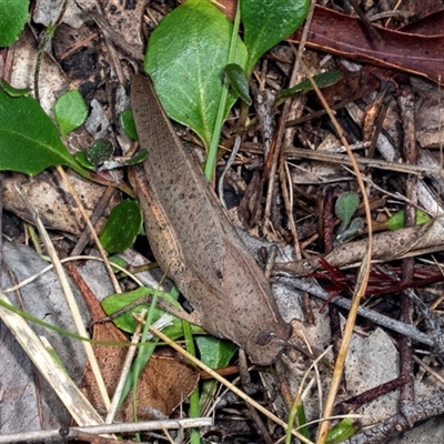 Goniaea australasiae (Gumleaf grasshopper) at Bungonia, NSW - 21 Dec 2024 by AlisonMilton