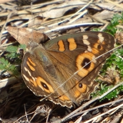 Junonia villida (Meadow Argus) at Queens Domain, TAS - 23 Dec 2024 by VanessaC