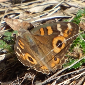 Junonia villida (Meadow Argus) at Queens Domain, TAS by VanessaC