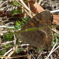 Junonia villida at Queens Domain, TAS - 23 Dec 2024 04:07 PM