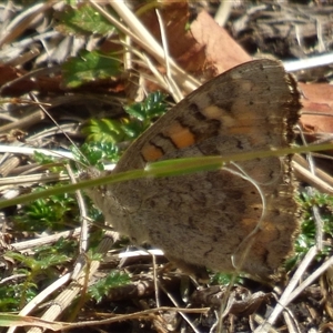 Junonia villida at Queens Domain, TAS - 23 Dec 2024 04:07 PM