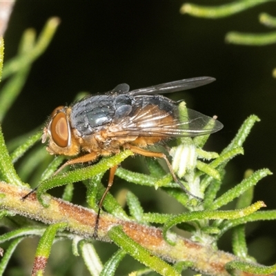 Unidentified Blow fly (Calliphoridae) at Bungonia, NSW - 21 Dec 2024 by AlisonMilton