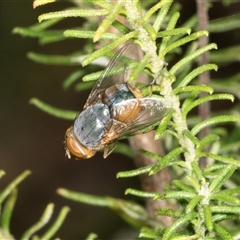 Calliphora augur at Bungonia, NSW - 22 Dec 2024 10:24 AM