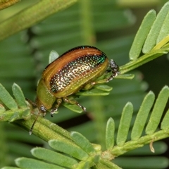 Calomela parilis (Leaf beetle) at Bungonia, NSW - 21 Dec 2024 by AlisonMilton