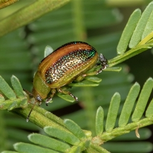 Calomela parilis (Leaf beetle) at Bungonia, NSW by AlisonMilton