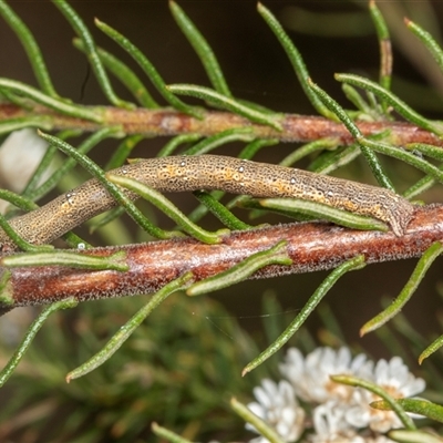 Geometridae (family) IMMATURE at Bungonia, NSW - 22 Dec 2024 by AlisonMilton