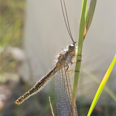 Suhpalacsa flavipes (Yellow Owlfly) at Higgins, ACT - 23 Dec 2024 by Nepenthe