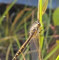 Suhpalacsa flavipes at Higgins, ACT - 23 Dec 2024