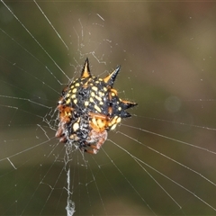 Austracantha minax (Christmas Spider, Jewel Spider) at Bungonia, NSW - 22 Dec 2024 by AlisonMilton
