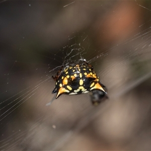 Austracantha minax at Bungonia, NSW - 22 Dec 2024