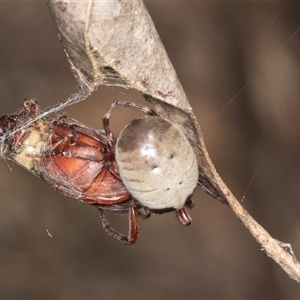 Deliochus sp. (genus) at Bungonia, NSW by AlisonMilton