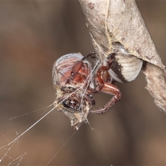 Unidentified at suppressed - 22 Dec 2024