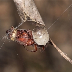 Unidentified at suppressed - 22 Dec 2024