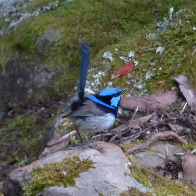 Malurus cyaneus (Superb Fairywren) at Wellington Park, TAS - 24 Jan 2024 by VanessaC