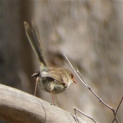 Malurus cyaneus at Kingston, TAS - 15 Feb 2023