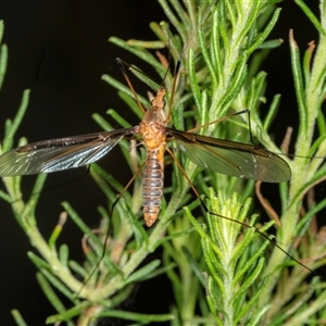 Leptotarsus (Leptotarsus) sp.(genus) (A Crane Fly) at Bungonia, NSW by AlisonMilton