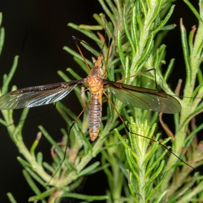 Leptotarsus (Leptotarsus) sp.(genus) (A Crane Fly) at Bungonia, NSW - 22 Dec 2024 by AlisonMilton