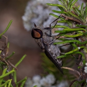 Dasybasis sp. (genus) at Bungonia, NSW - 22 Dec 2024