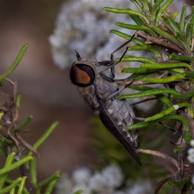Dasybasis sp. (genus) (A march fly) at Bungonia, NSW - 22 Dec 2024 by AlisonMilton