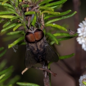 Dasybasis sp. (genus) at Bungonia, NSW - 22 Dec 2024