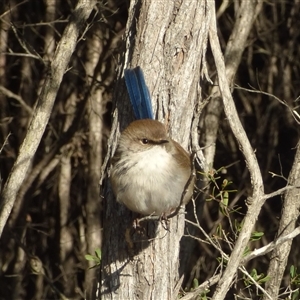 Malurus cyaneus at Coles Bay, TAS by VanessaC