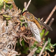 Copidapha maculiventris (March fly) at Bungonia, NSW - 22 Dec 2024 by AlisonMilton