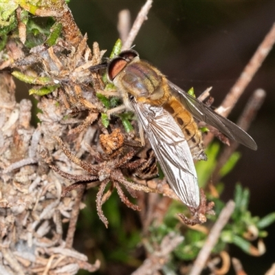 Copidapha maculiventris (March fly) at Bungonia, NSW - 22 Dec 2024 by AlisonMilton