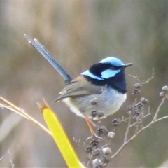 Malurus cyaneus (Superb Fairywren) at West Hobart, TAS - 13 Aug 2023 by VanessaC