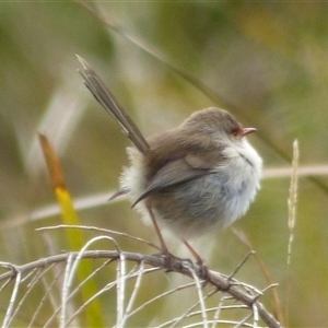 Malurus cyaneus at West Hobart, TAS - 13 Aug 2023