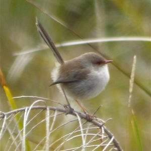 Malurus cyaneus at West Hobart, TAS - 13 Aug 2023