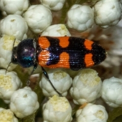 Castiarina livida (Jewel Beetle) at Bungonia, NSW - 22 Dec 2024 by AlisonMilton