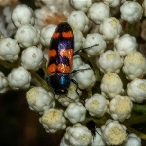 Castiarina livida at Bungonia, NSW - 22 Dec 2024